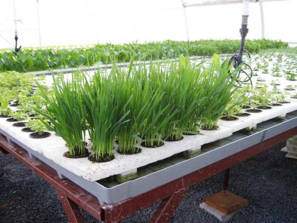 Выращивание зелени в теплице приносит доход круглый год
