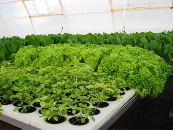 Зелень в теплице - технология посадки и все про выращивание