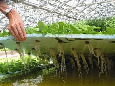 Гидропоника - беспочвенный способ выращивания овощей
