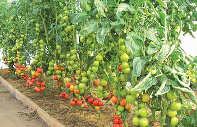 Выращивание томатов в сибирских теплицах