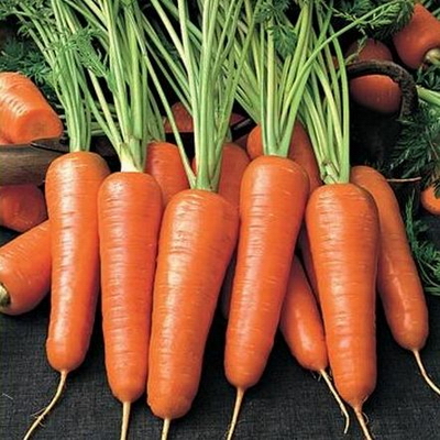Выращивание моркови в зимней теплице - высокие вкусовые качества корнеплодов