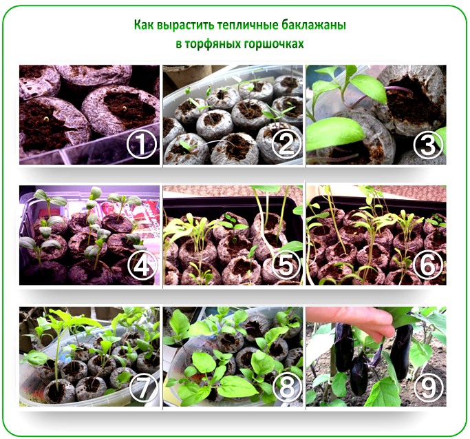 Выращивание баклажанов в торфяных таблетках