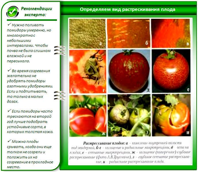 Растрескивание томатов из-за болезни