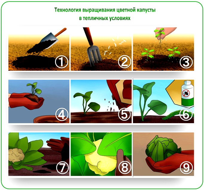 Выращивание цветной капусты в теплице