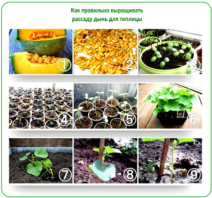 Выращивание арбузов и дынь в теплице: правила для хорошего урожая