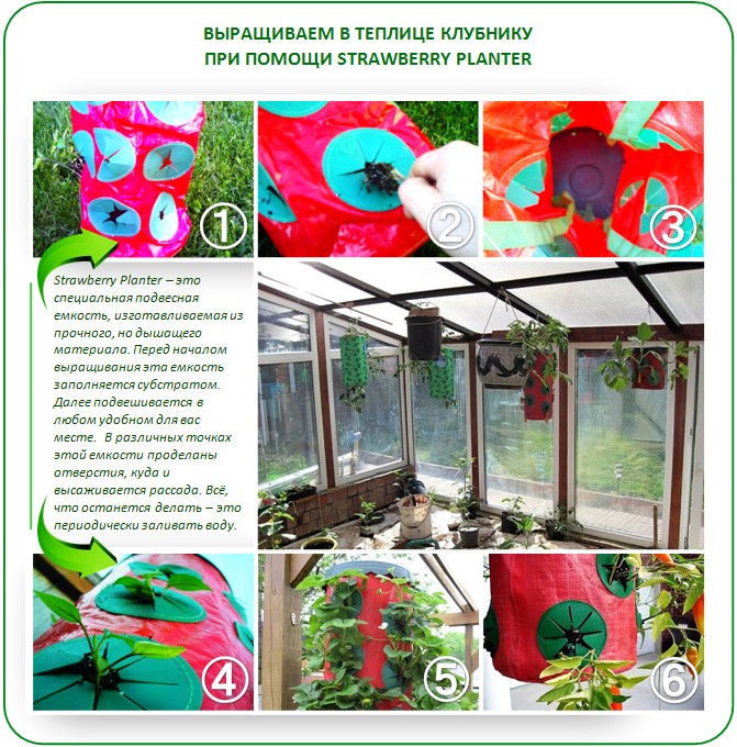 Strawberry Planter для выращивания клубники