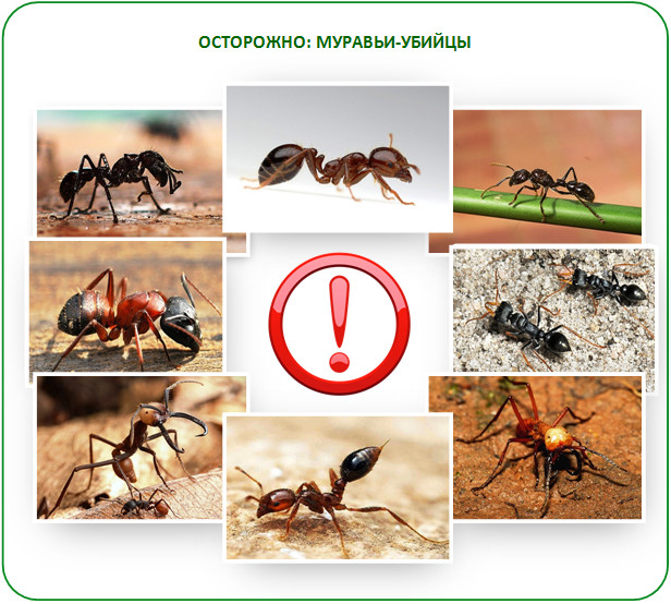 Опасные муравьи в теплице