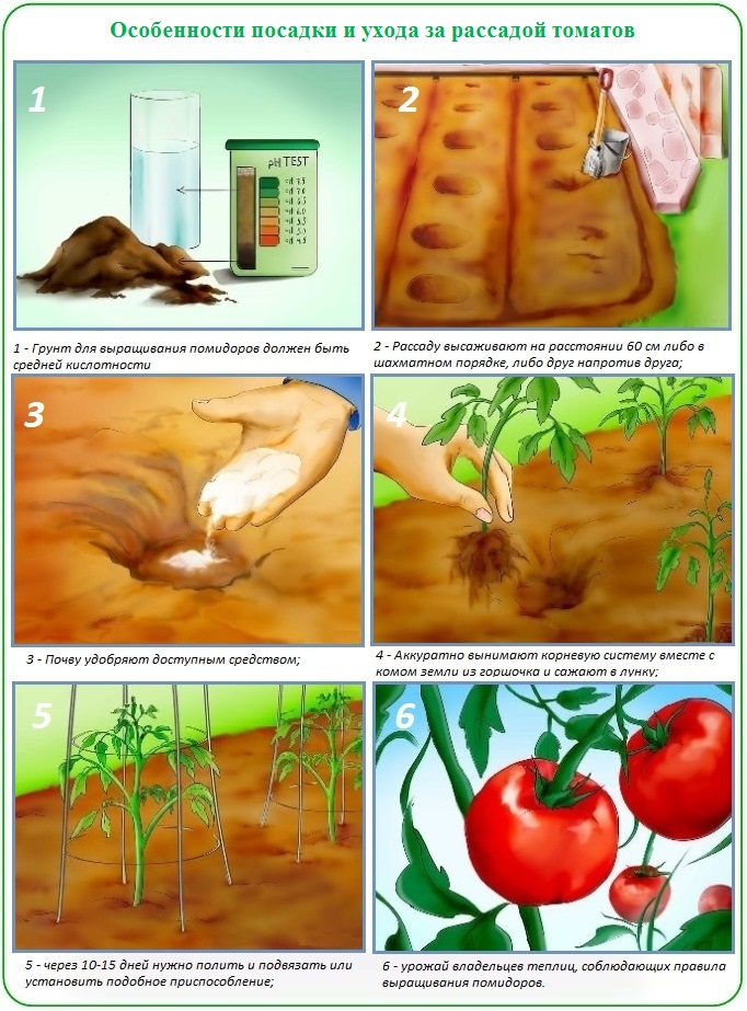Как подготовить теплицу и грунт для посадки рассады томатов