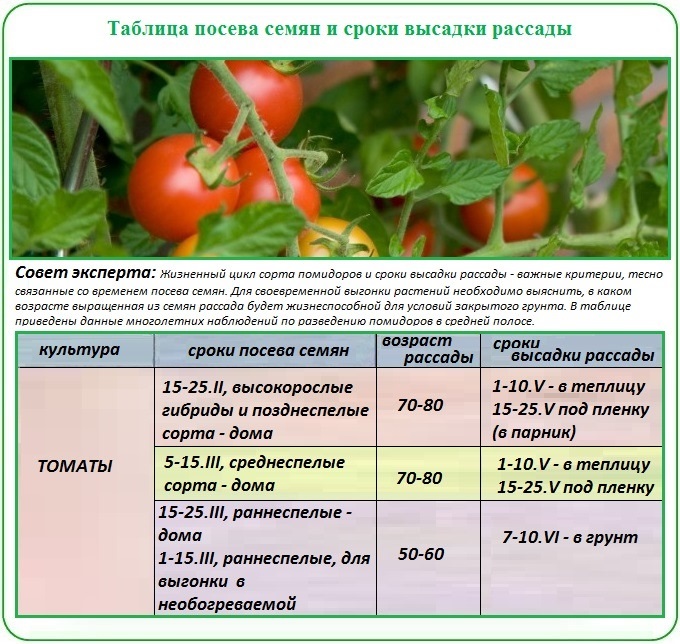 Правила выращивания рассады для посадки помидор в теплицу