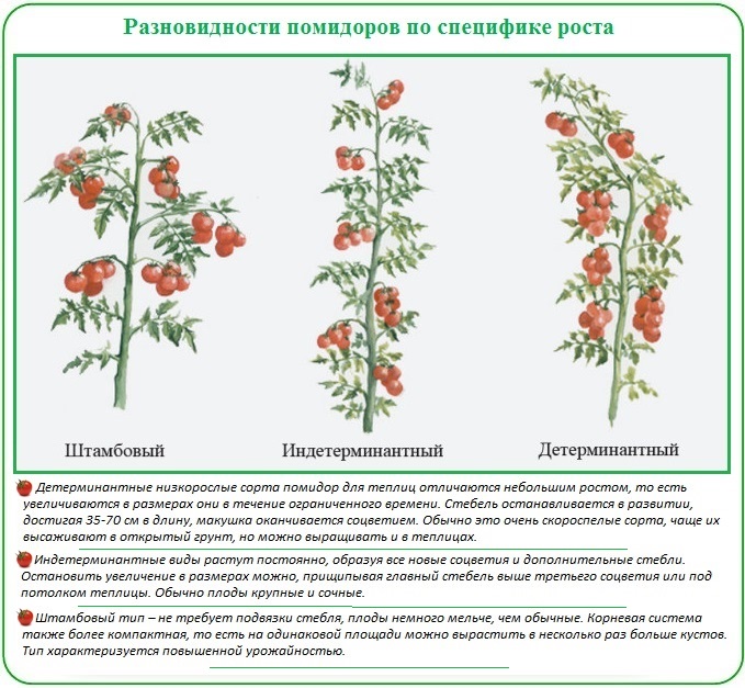 Классификация томатов по специфике роста для посадки в теплицу