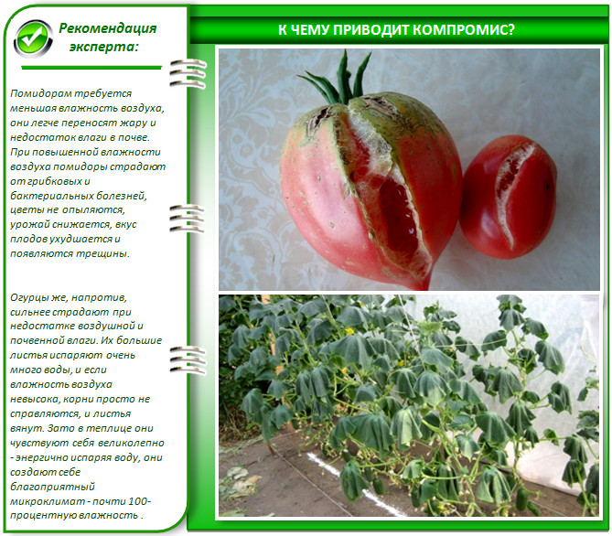 Почему нельзя выращивать огурцы с помидорами