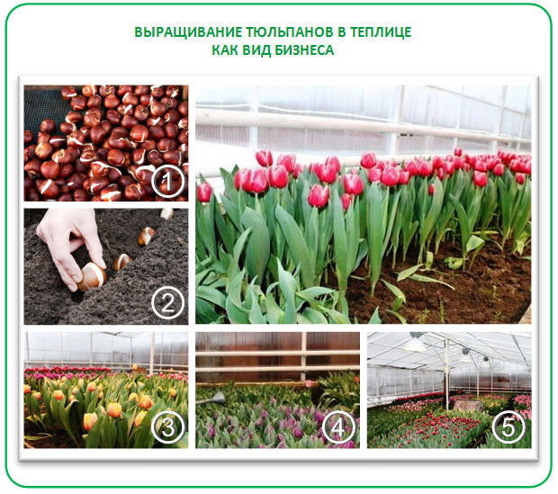 Выращивание тюльпанов как вид бизнеса