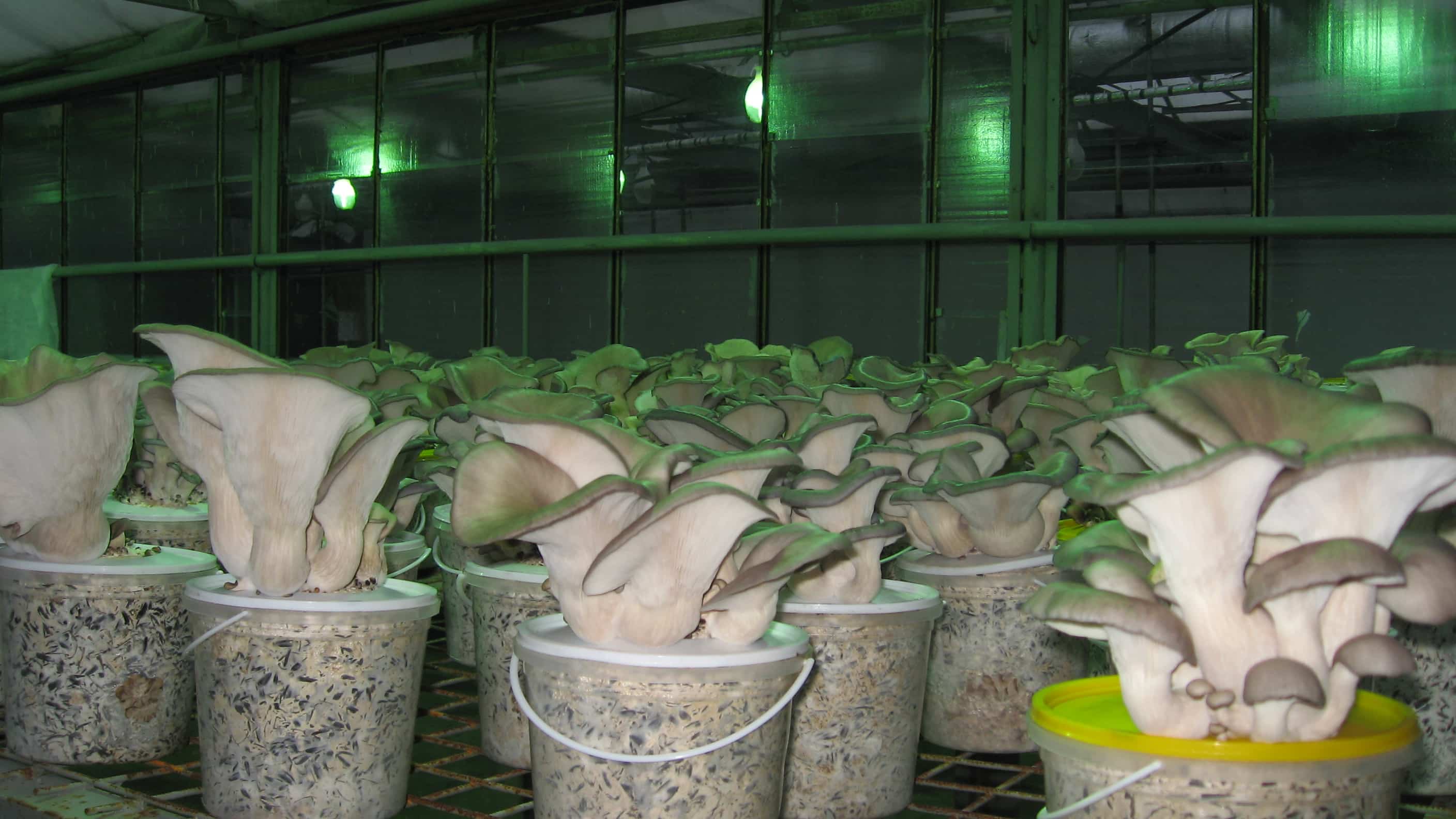 Выращивание грибов в теплице: особенности разведения вешенки и шампиньонов