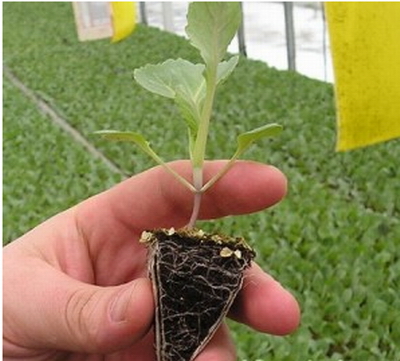 Как в теплице вырастить рассаду цветной капусты?