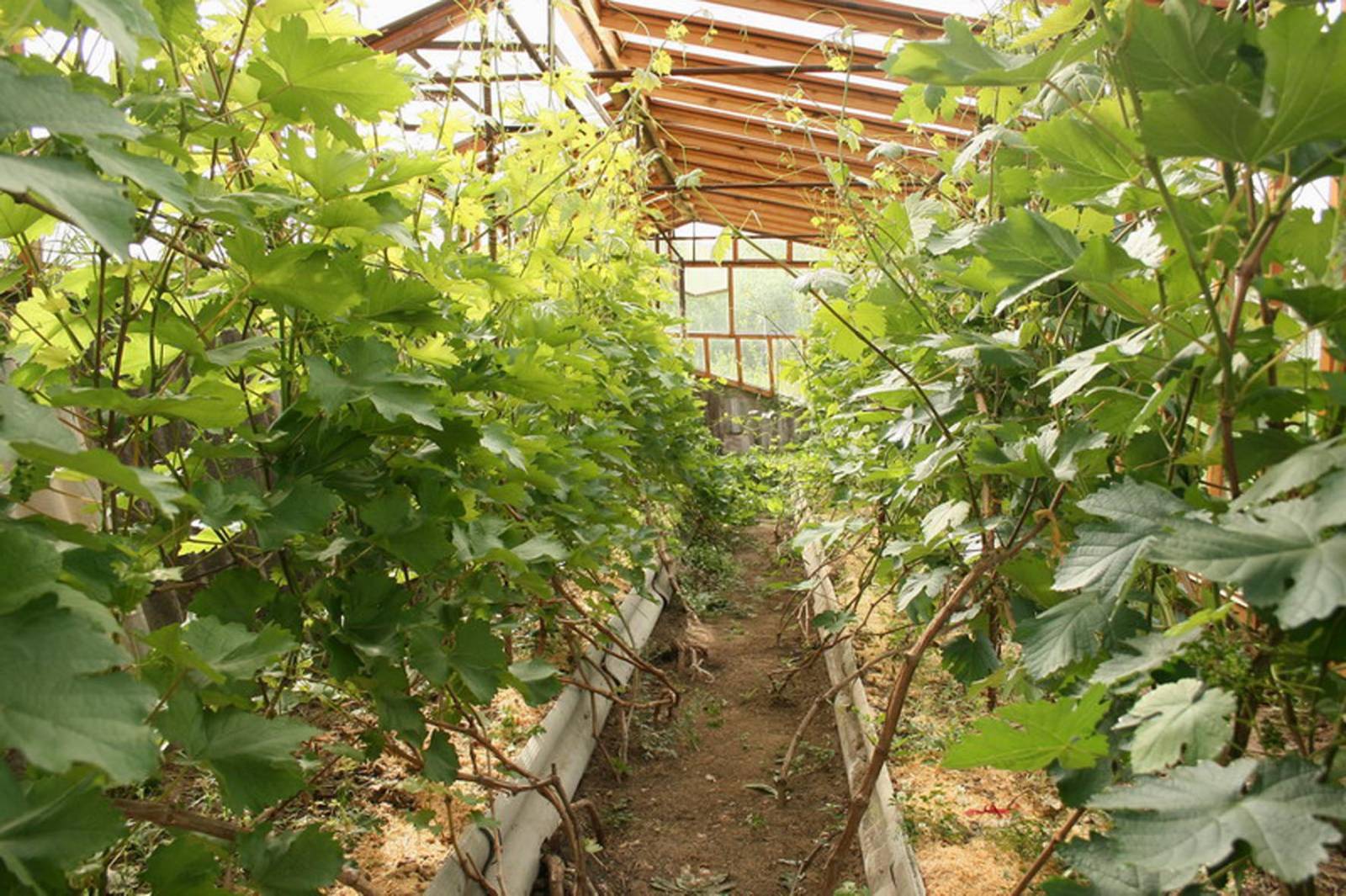 Виноград в теплице: технология выращивания + секреты от профессионалов