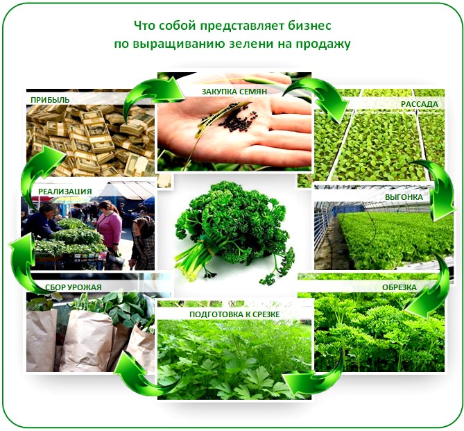 Бизнес на выращивании зелени в теплице