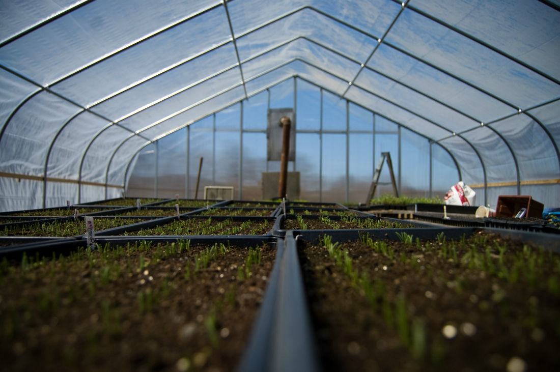 Обработка почвы в теплице весной: как заранее предотвратить возможные напасти