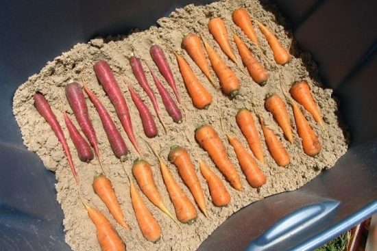 морковь в песке