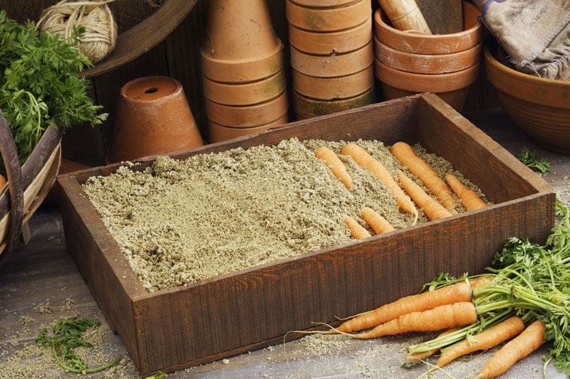 Как хранить морковь в погребе: гид по способам и частые ошибки новичков