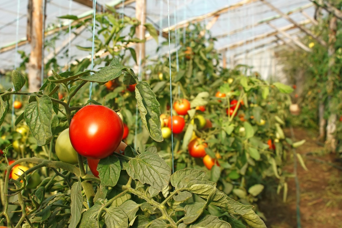 Посадка и выращивание помидоров в теплице: обзор технологии от А до Я