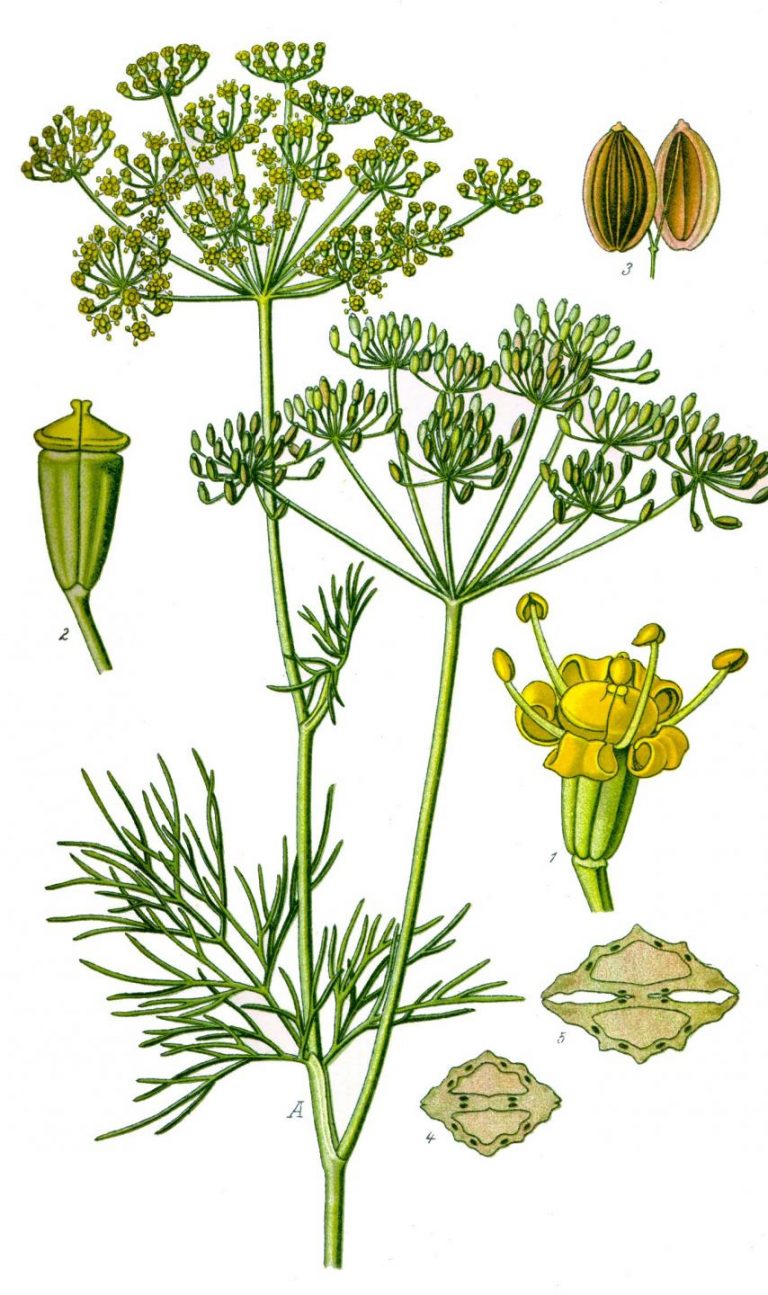 Укроп огородный (Anethum graveolens l.)