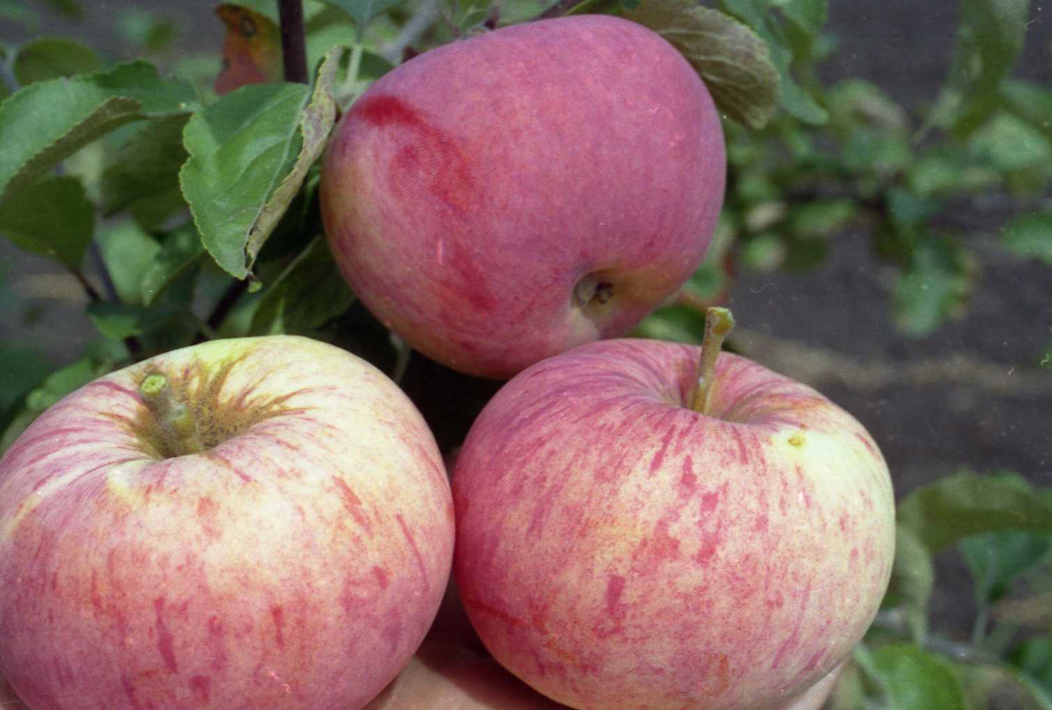 Мельба — лазурный сорт яблони