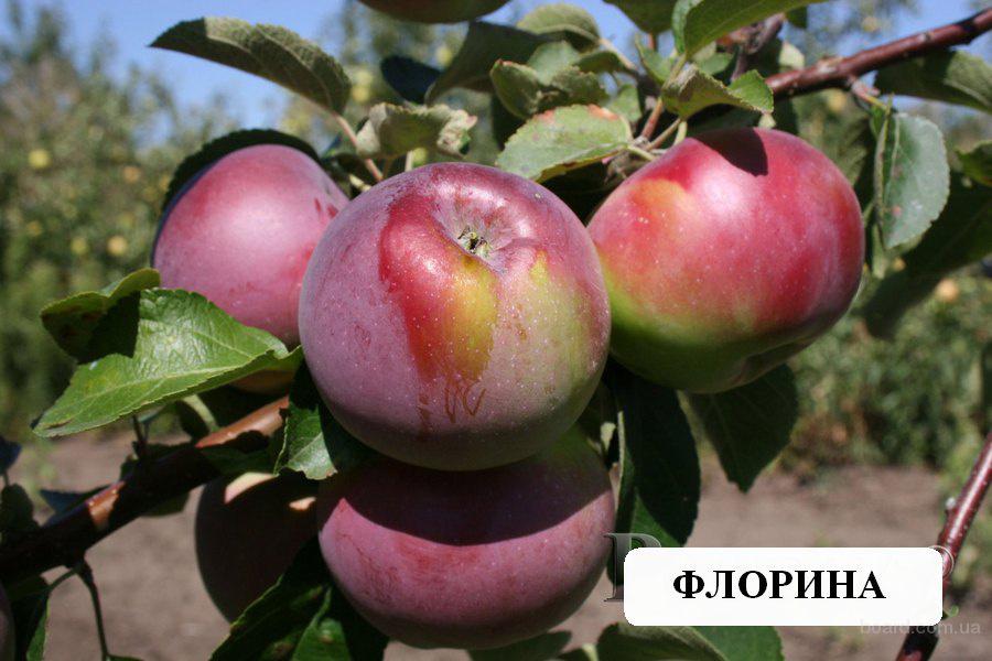 Яблоки Флорина Фото И Описание Сорта