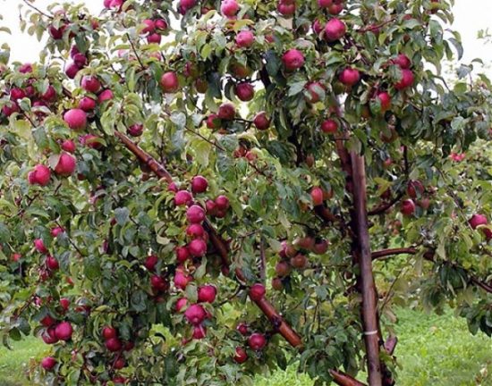 Урожай яблони
