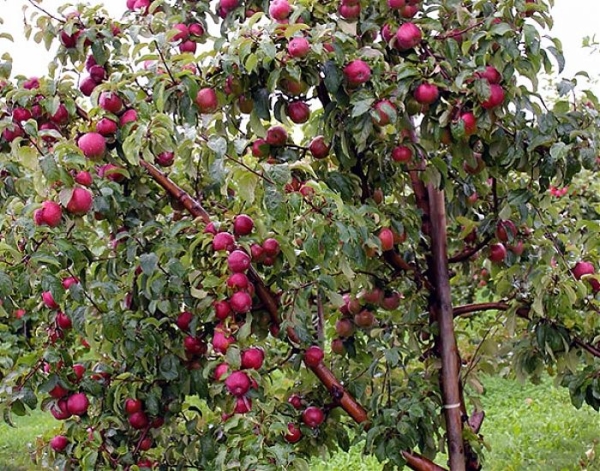 Сорт яблони Лобо, описание, характеристика и отзывы, а также особенностивыращивания данного сорта