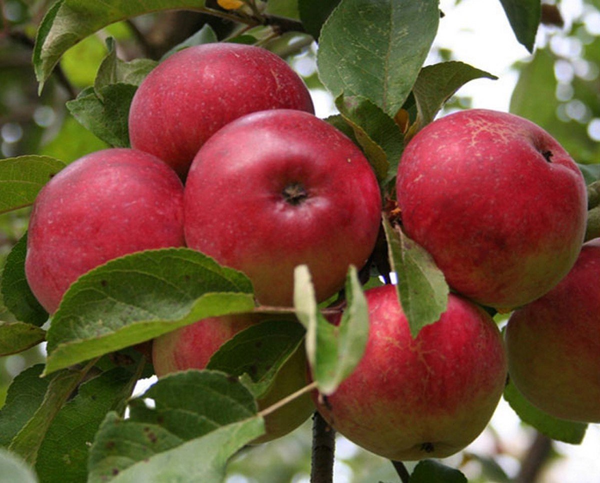 Яблоня сорта Лобо – канадский сувенир