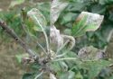 Болезни: мучнистая роса на листьях