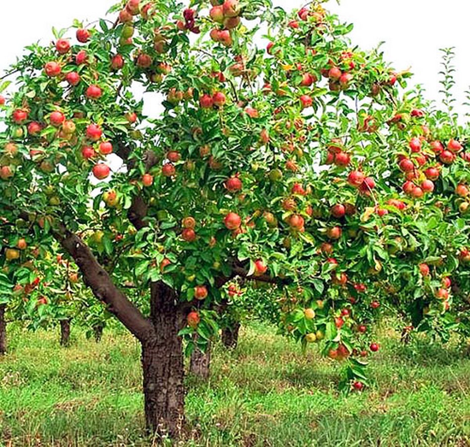 Яблоня Жигулевское - описание сорта, отзывы и фото яблок