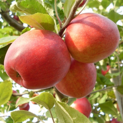 Яблоки сорта Пепин Шафранный