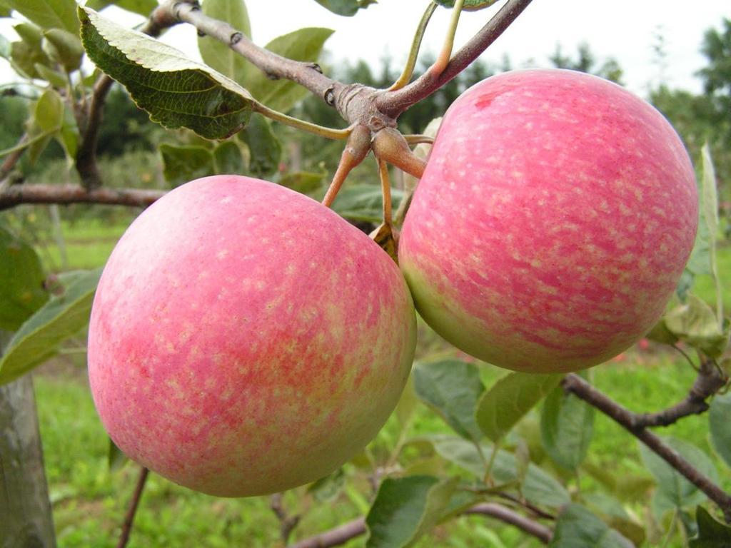Сорт яблони Слава победителям, описание, характеристика и отзывы, а такжеособенности выращивания данного сорта