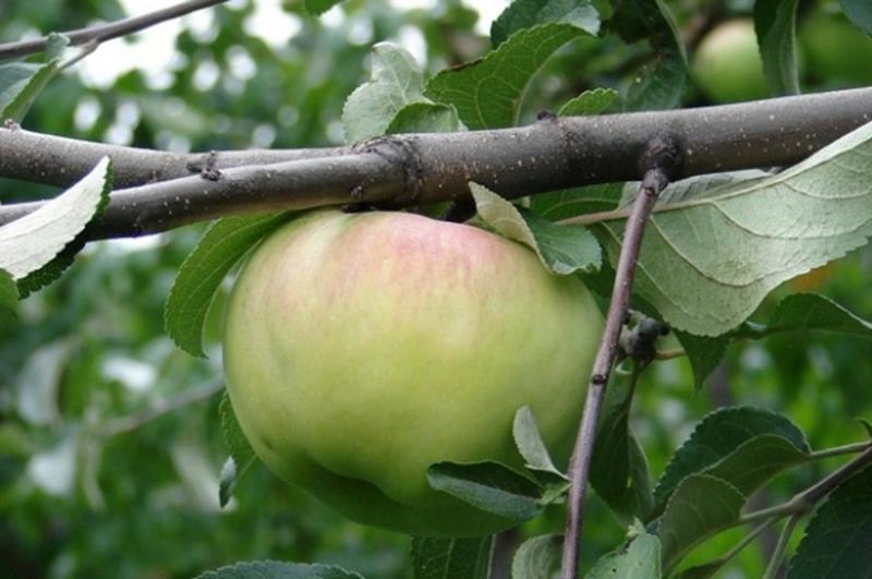 Сажаем и выращиваем яблоню Богатырь
