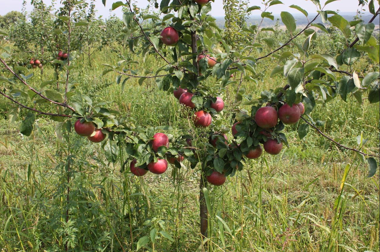 Сорт яблони имант фото и описание