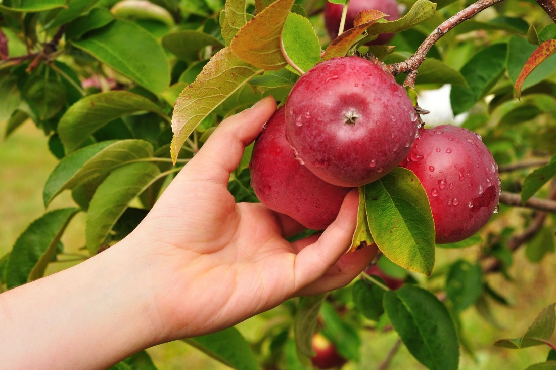Яблоня лобо фото дерева и яблоками