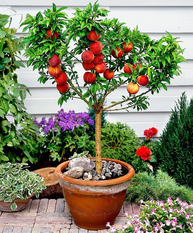 Как вырастить персик в домашних условиях из косточки, а также, будет ли онплодоносить