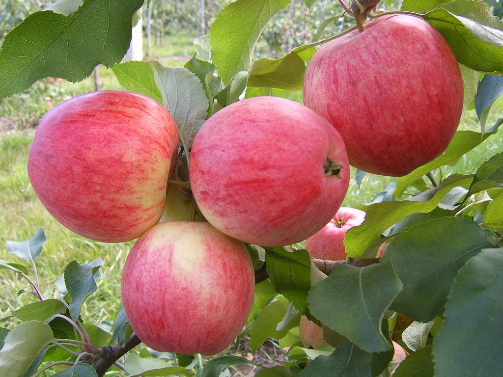 Сорт яблони Августа, описание, характеристика и отзывы, а также особенностивыращивания данного сорта
