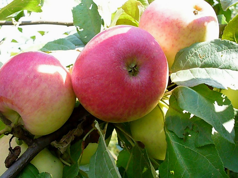 Сорт яблони Августа, описание, характеристика и отзывы, а также особенностивыращивания данного сорта