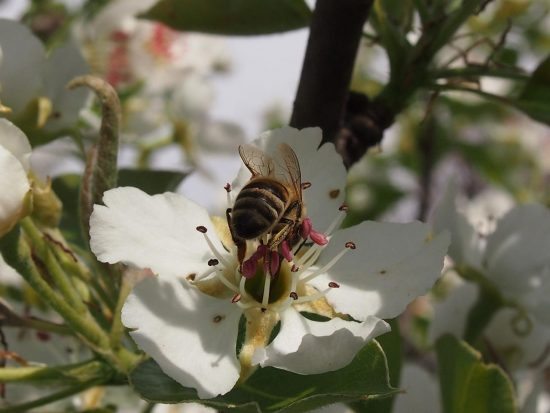 Пчела на цветке груши