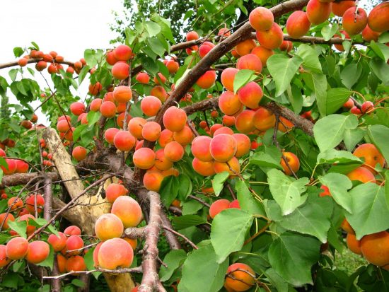 Урожай абрикосов