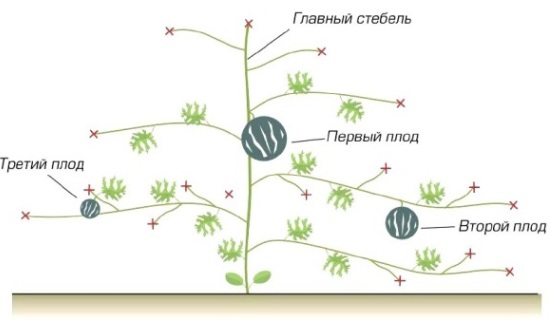 Выращивание арбузов в открытом грунте, в том числе как правильно ухаживатьза растениями, а также особенности в Украине, Забайкалье, Башкирии, наКубани и в других регионах