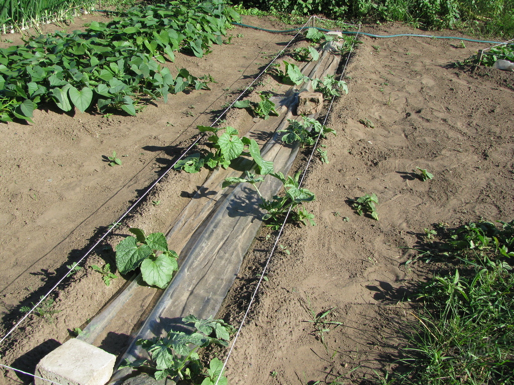 Выращивание арбузов на Кубани в открытом грунте