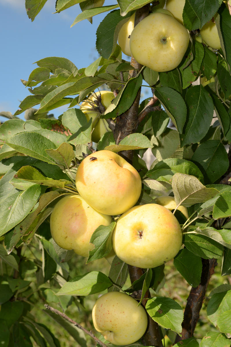 Сорт яблони Медок, описание, характеристика и отзывы, а также особенностивыращивания данного сорта