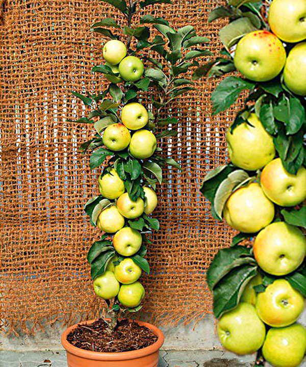 Сорт яблони Медок, описание, характеристика и отзывы, а также особенностивыращивания данного сорта