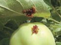 Яблоко, повреждённое плодожоркой
