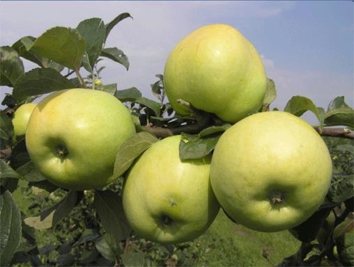 Яблоки сорта Антоновка обыкновенная