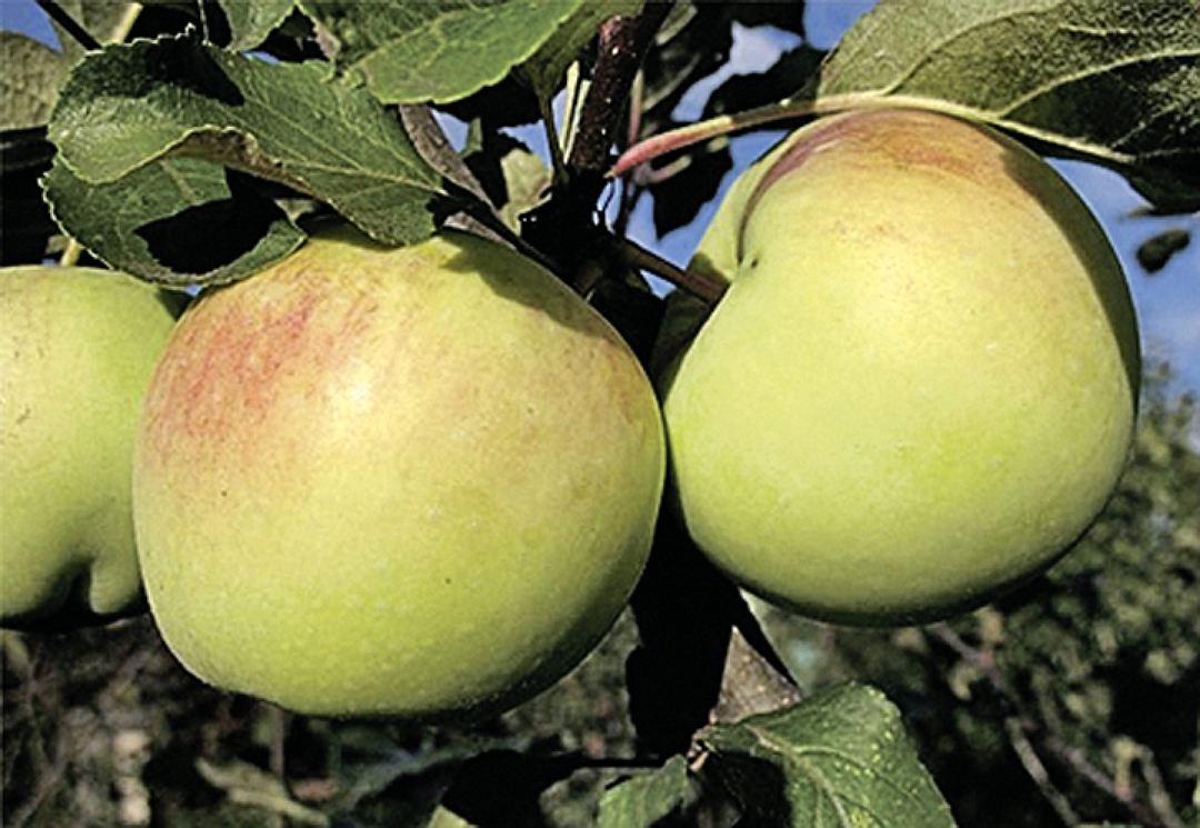 Зимние сорта яблонь для черноземья с фото