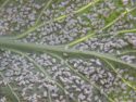 Белокрылка на листьях кабачка